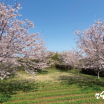 成田空港周辺の桜が見頃です