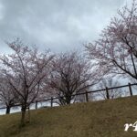2022年さくらの山開花状況（成田）