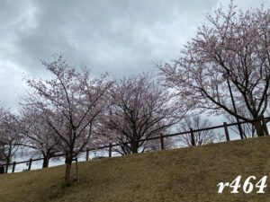 2022年さくらの山開花状況（成田）
