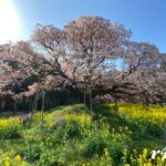 孤高の一本桜 吉高の大桜!